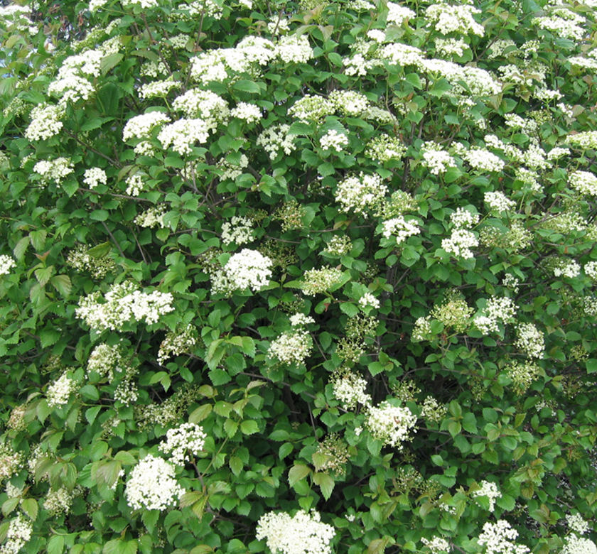 Red Feather Arrowwood Viburnum Natorp's Online Plant Store